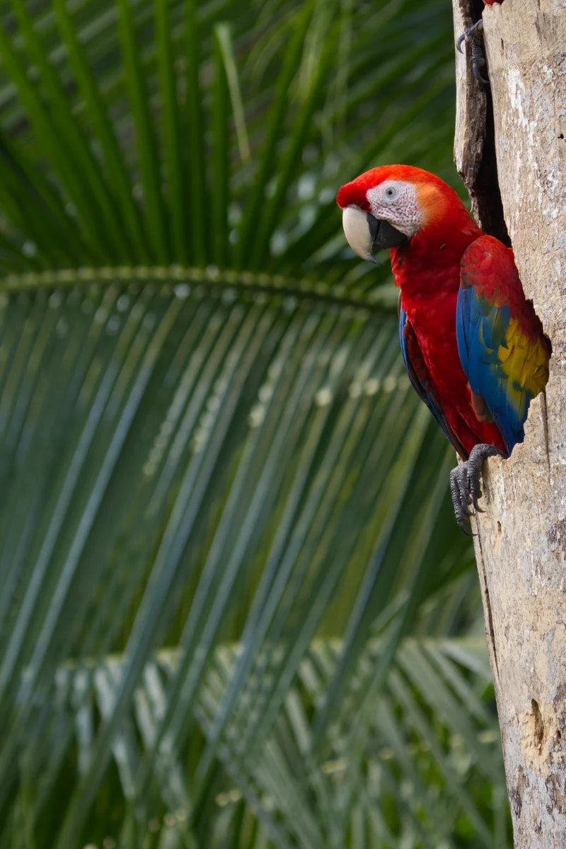 Tour de Observación de Aves en Esquipulas