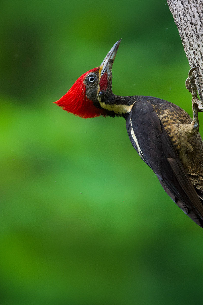 Birdwatching Tour in Esquipulas