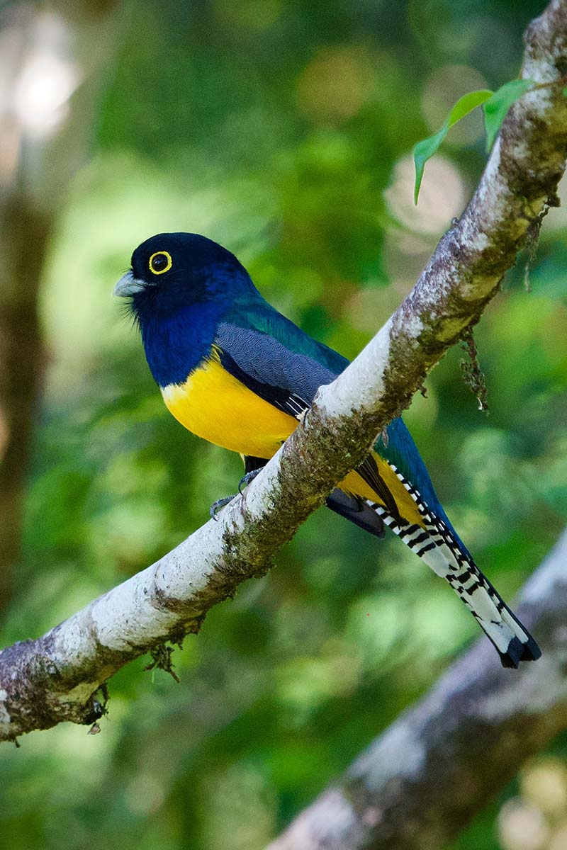 Birdwatching Tour in Esquipulas