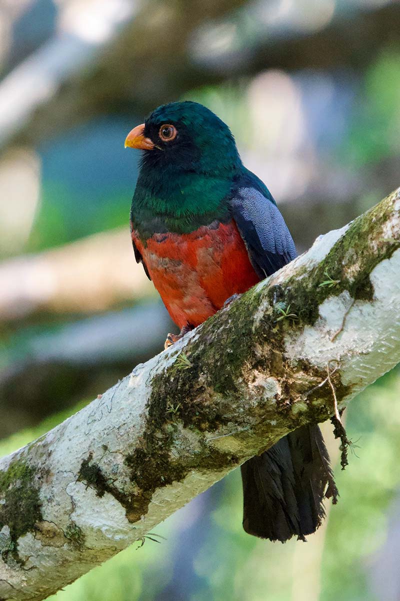 Birdwatching Tour in Esquipulas