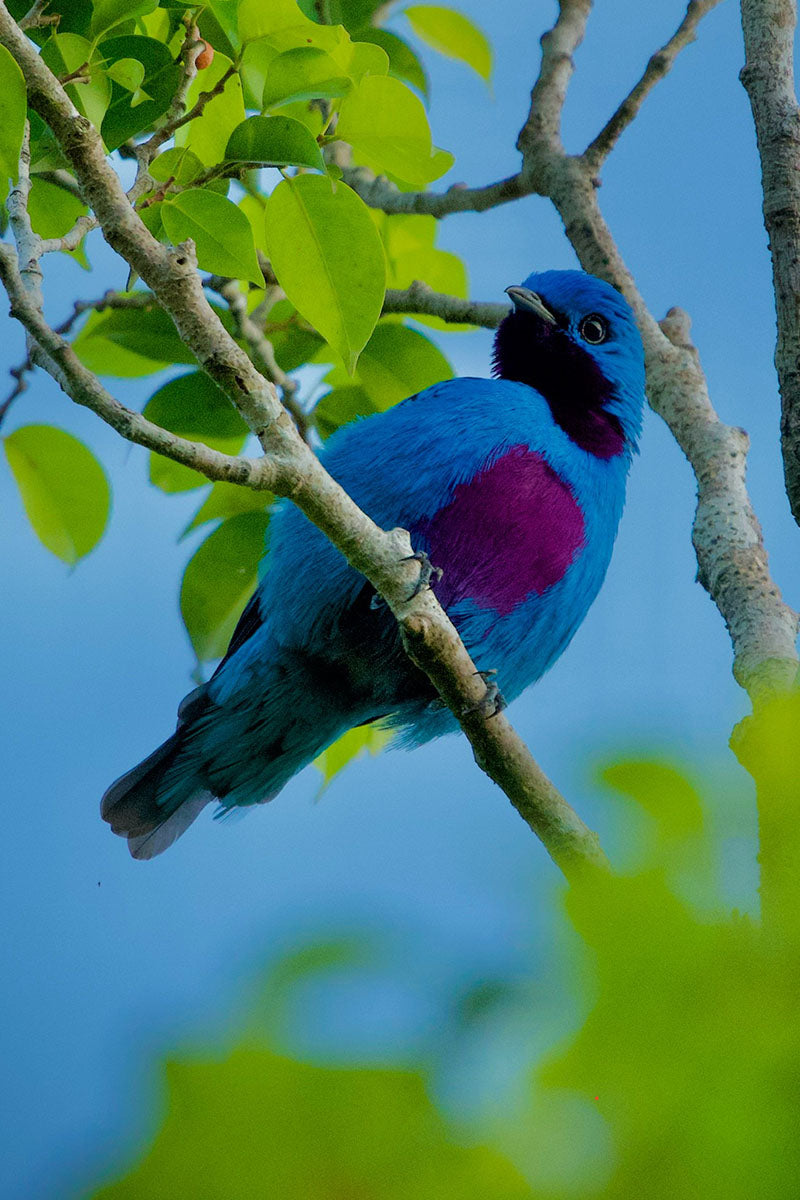 Birdwatching Tour in Esquipulas