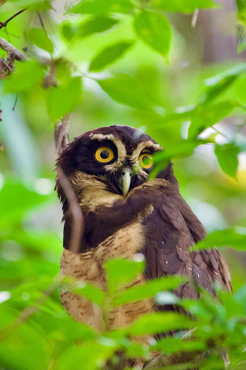 Birdwatching Tour in Esquipulas