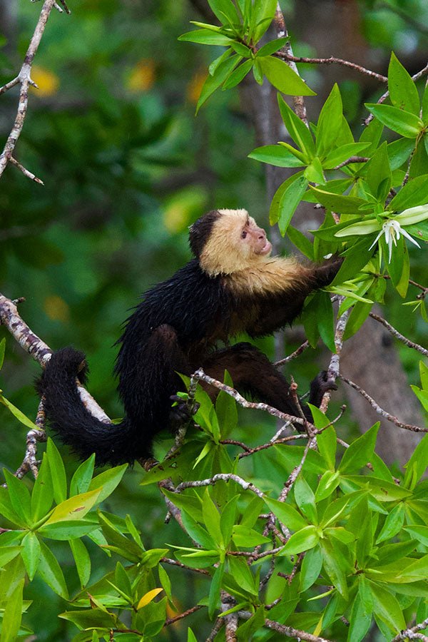 Mangrove Boat Tour - Xplore Manuel Antonio