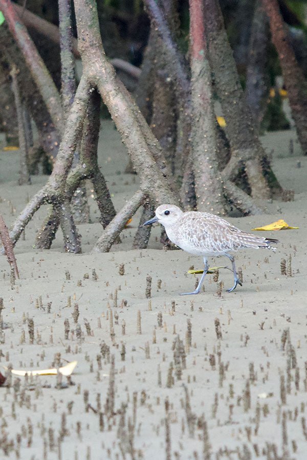 Mangrove Boat Tour - Xplore Manuel Antonio