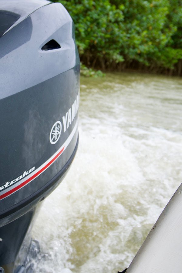 Mangrove Boat Tour - Xplore Manuel Antonio