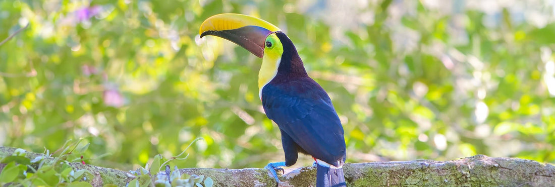 A Guide to the Diverse Toucan Species of Costa Rica 🇨🇷 - Xplore Manuel Antonio