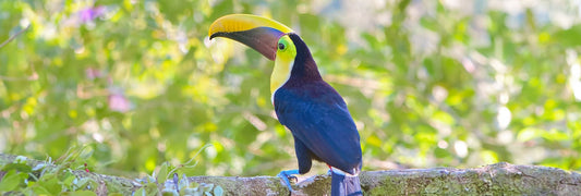 A Guide to the Diverse Toucan Species of Costa Rica 🇨🇷 - Xplore Manuel Antonio