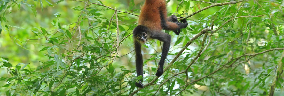 Discovering Costa Rica's Diverse Monkey Species: Habitats, Traits, and Conservation 🐒 - Xplore Manuel Antonio