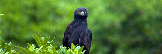 Fabio's Passion for Birds: Exploring the Wild and Rare - Xplore Manuel Antonio