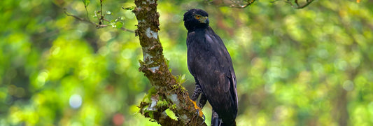 The Black Hawk-Eagle: A Majestic Raptor of the Tropics 🏝️ - Xplore Manuel Antonio