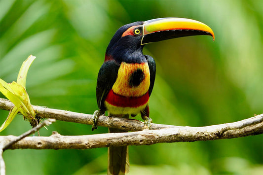 Birdwatching Tour in Esquipulas
