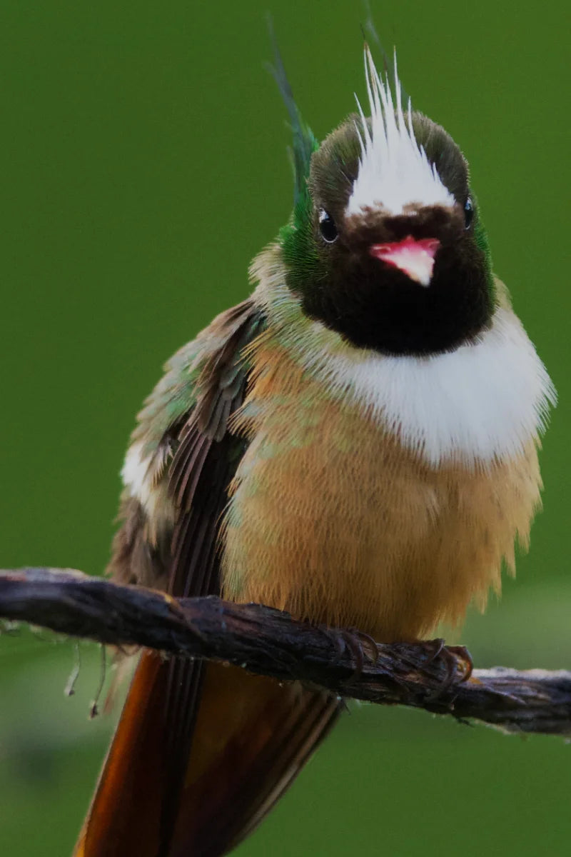 Tour de Observación de Aves en Esquipulas
