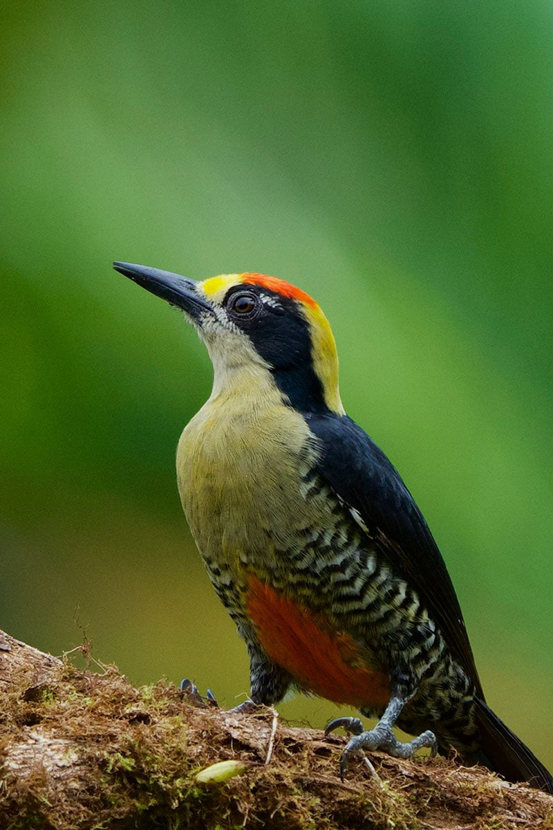 Birdwatching Tour in Esquipulas