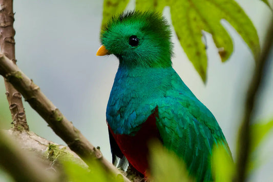 Vogelobservatietocht in Esquipulas