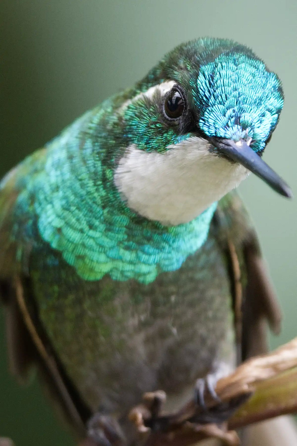 Quetzales Birdwatching Tour