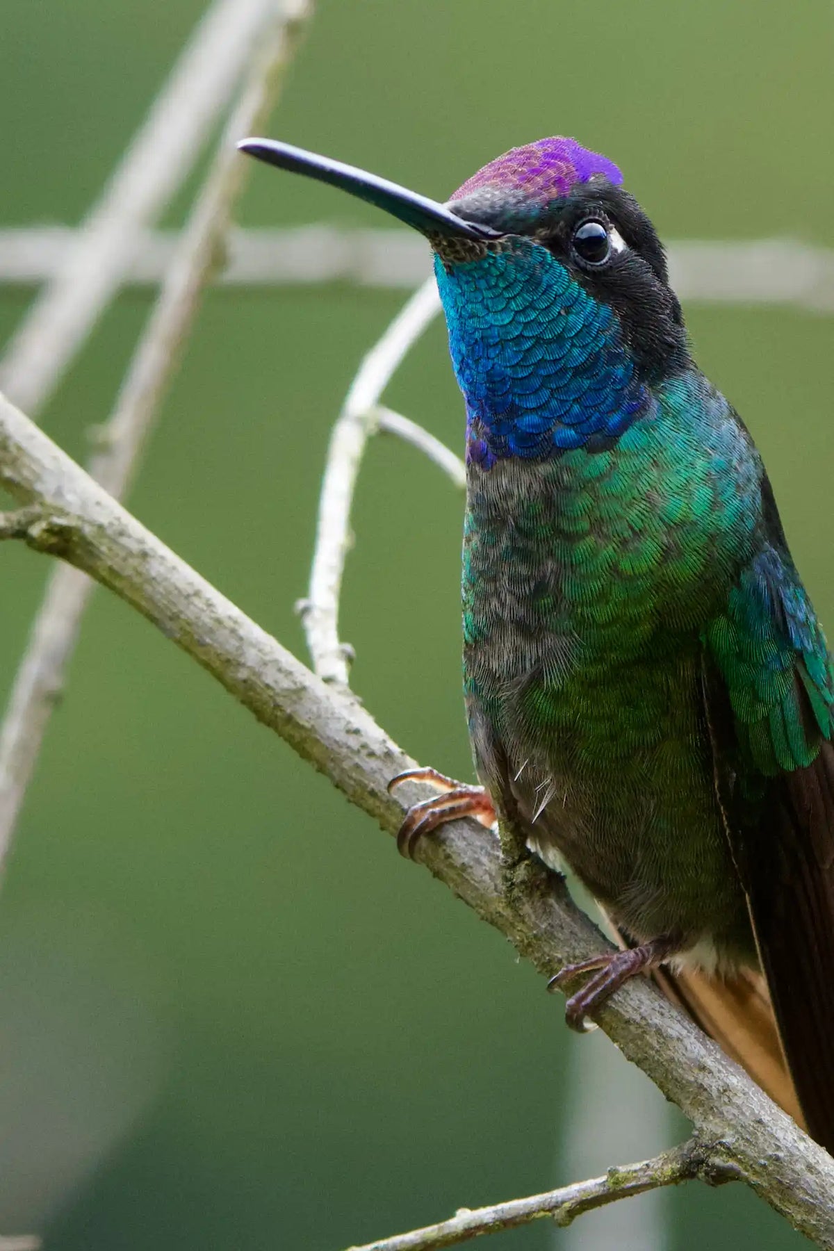 Quetzales Birdwatching Tour