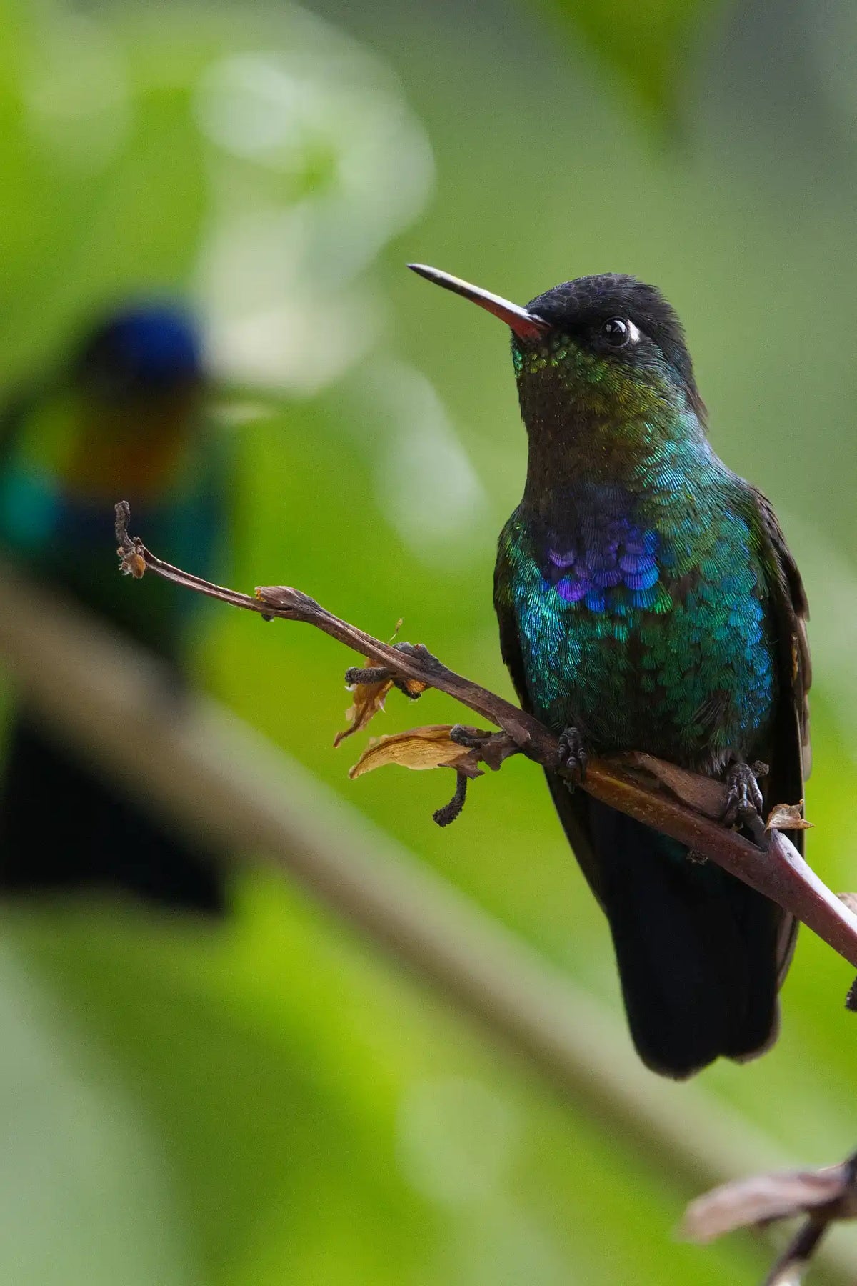 Quetzales Birdwatching Tour