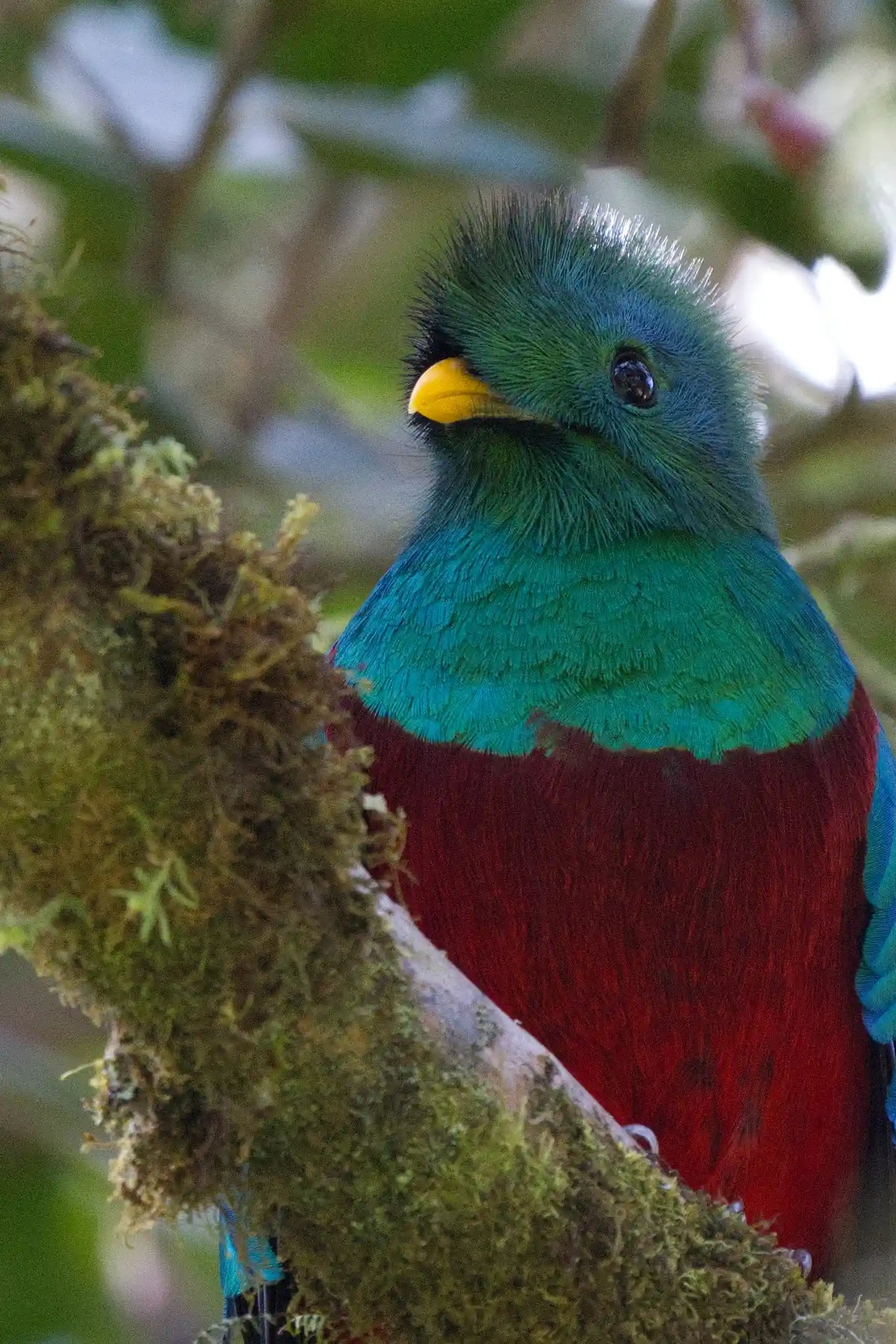 Quetzales Birdwatching Tour