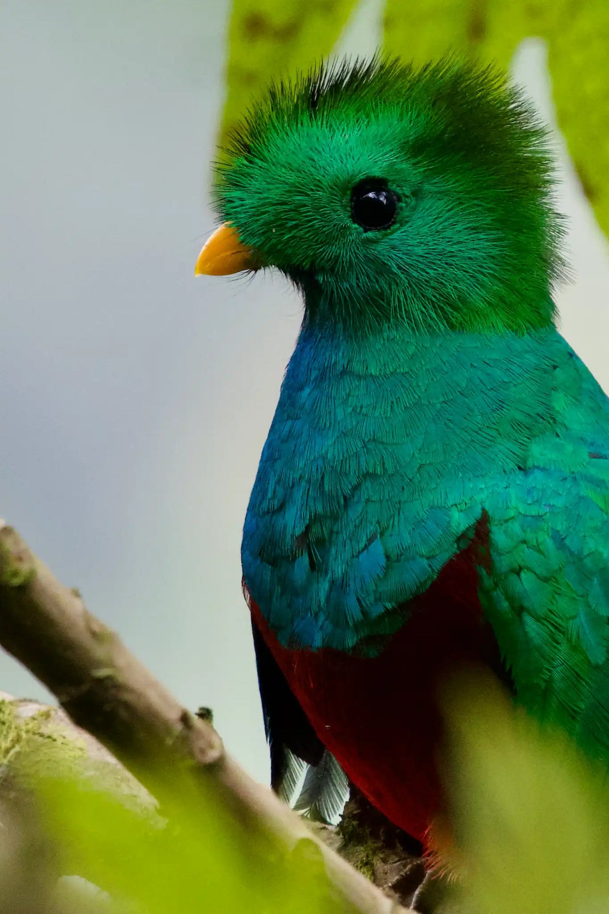 Quetzales Birdwatching Tour