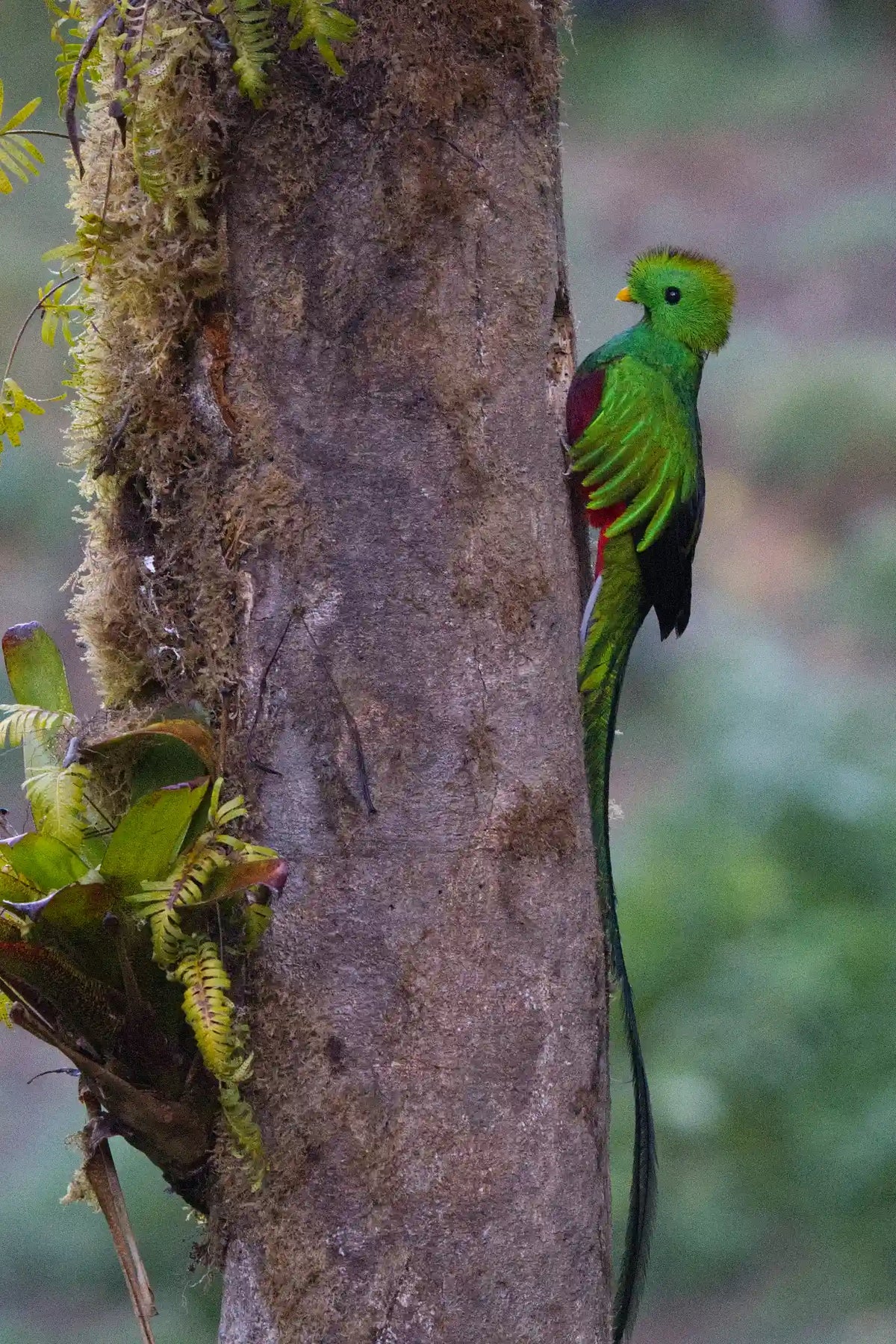 Quetzales Birdwatching Tour