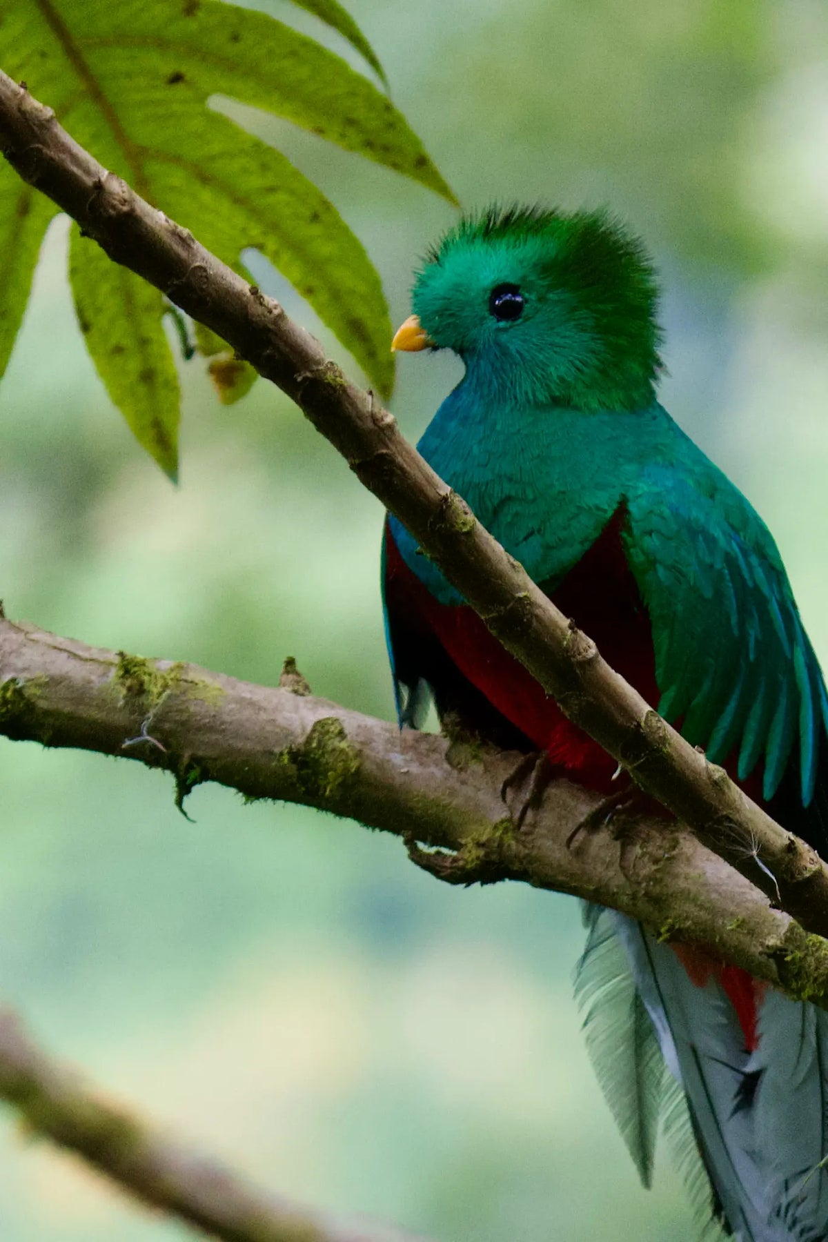 Quetzales Birdwatching Tour