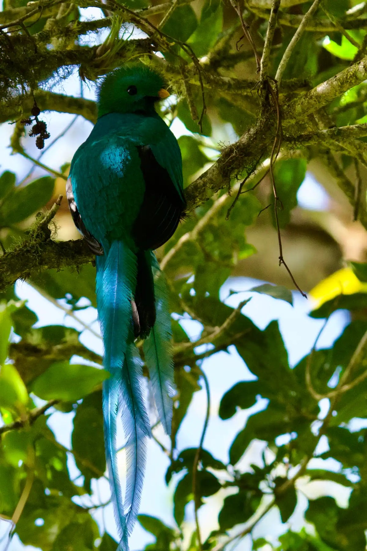 Quetzales Birdwatching Tour