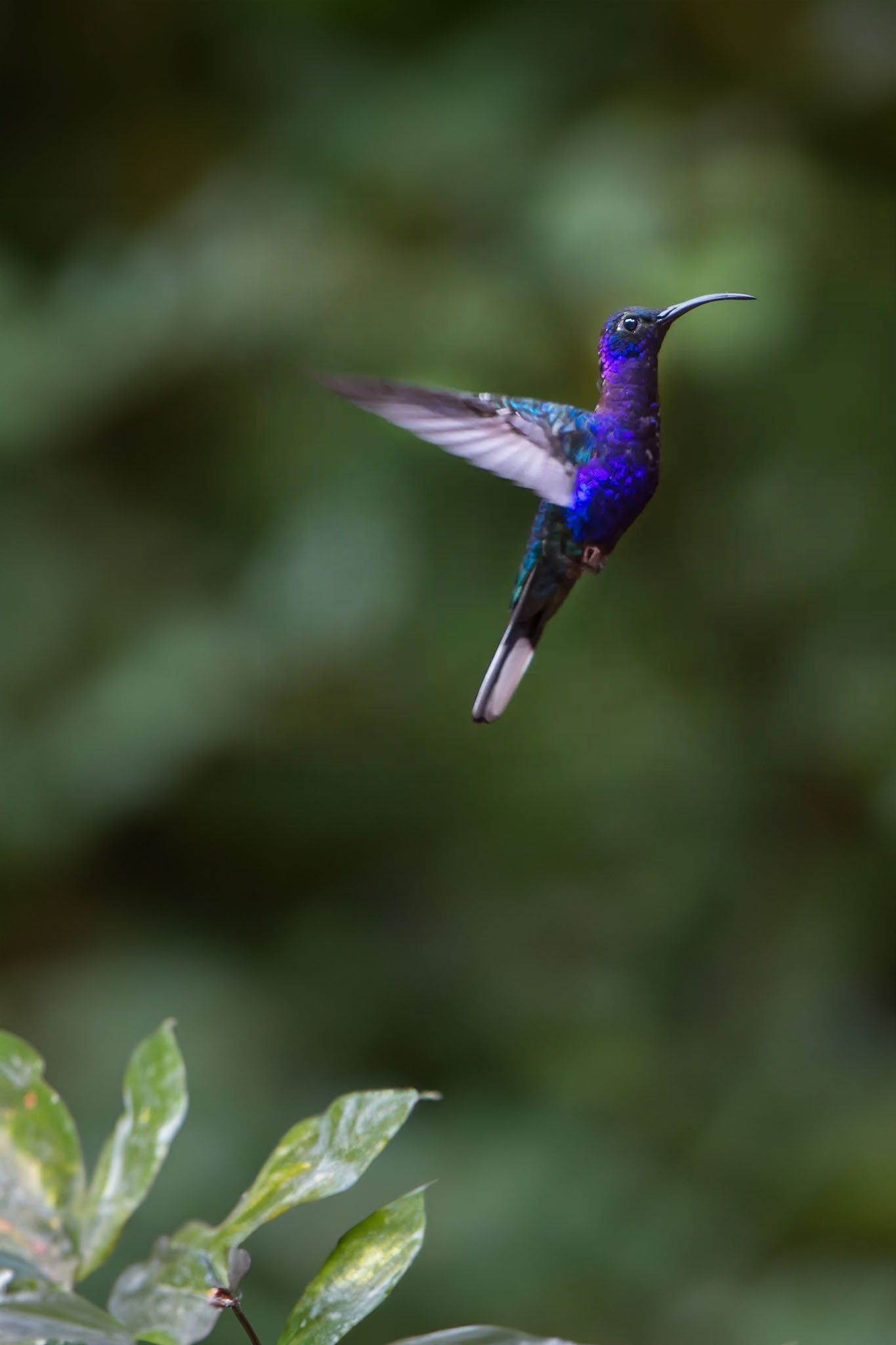 Birdwatching Tour in Esquipulas - Xplore Manuel Antonio