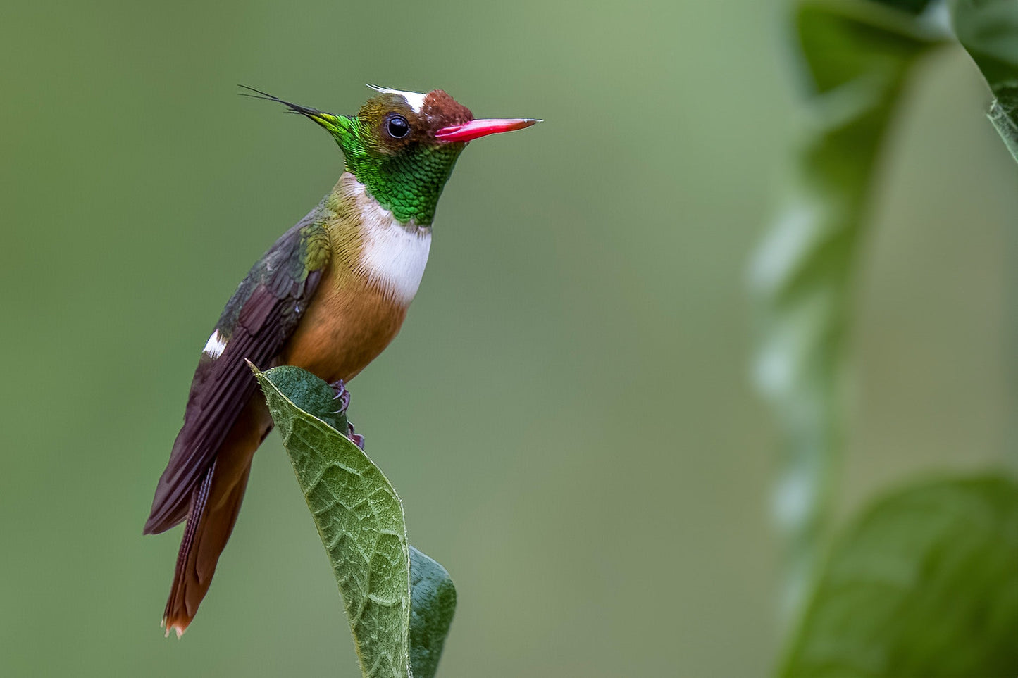 Birdwatching Tour in Esquipulas - Xplore Manuel Antonio