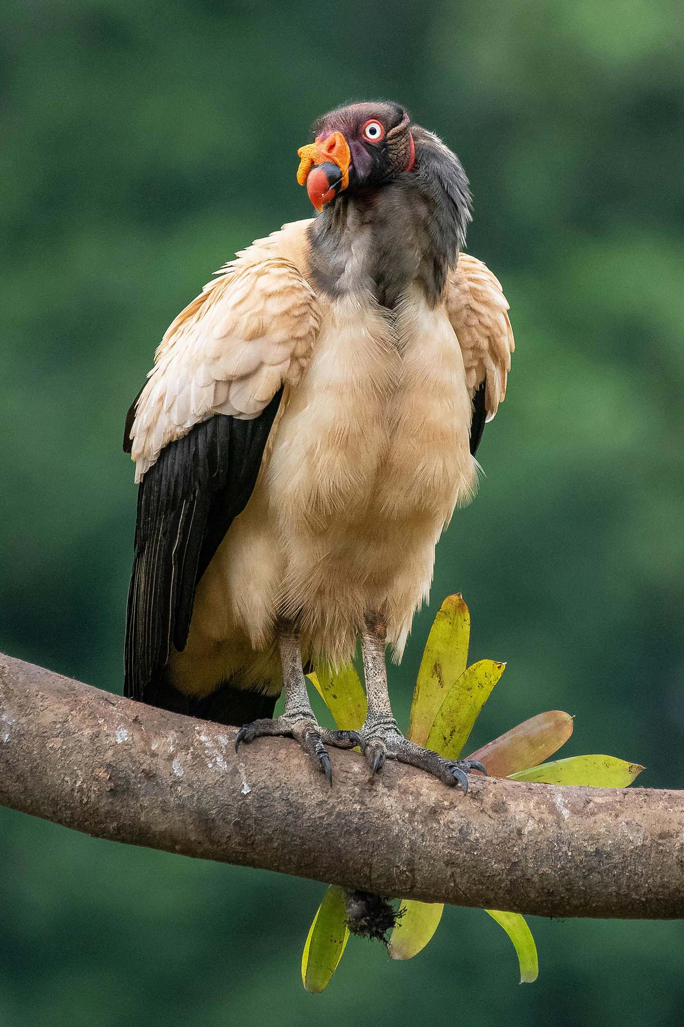 Birdwatching Tour in Esquipulas - Xplore Manuel Antonio