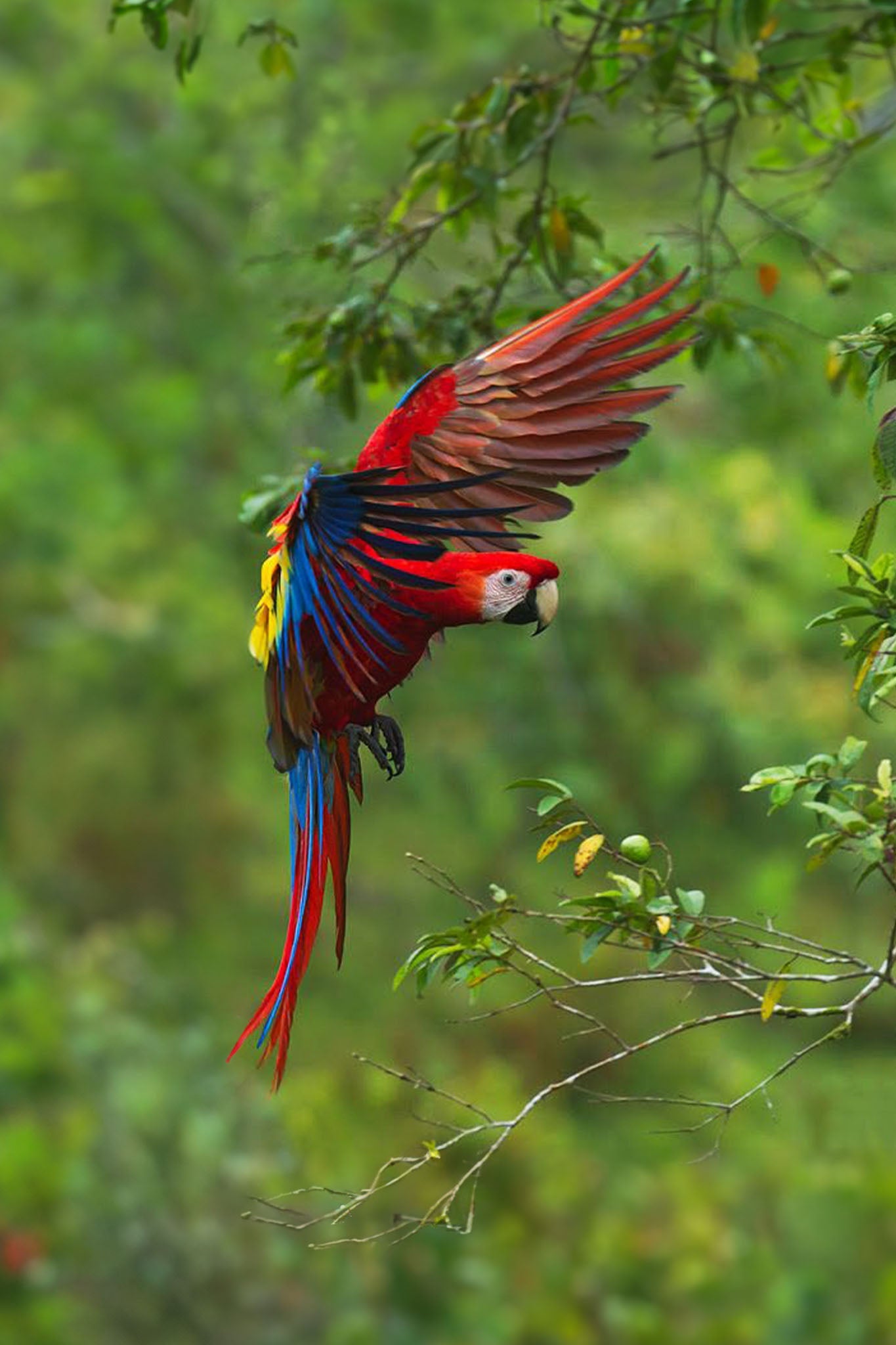 Birdwatching Tour in Esquipulas - Xplore Manuel Antonio