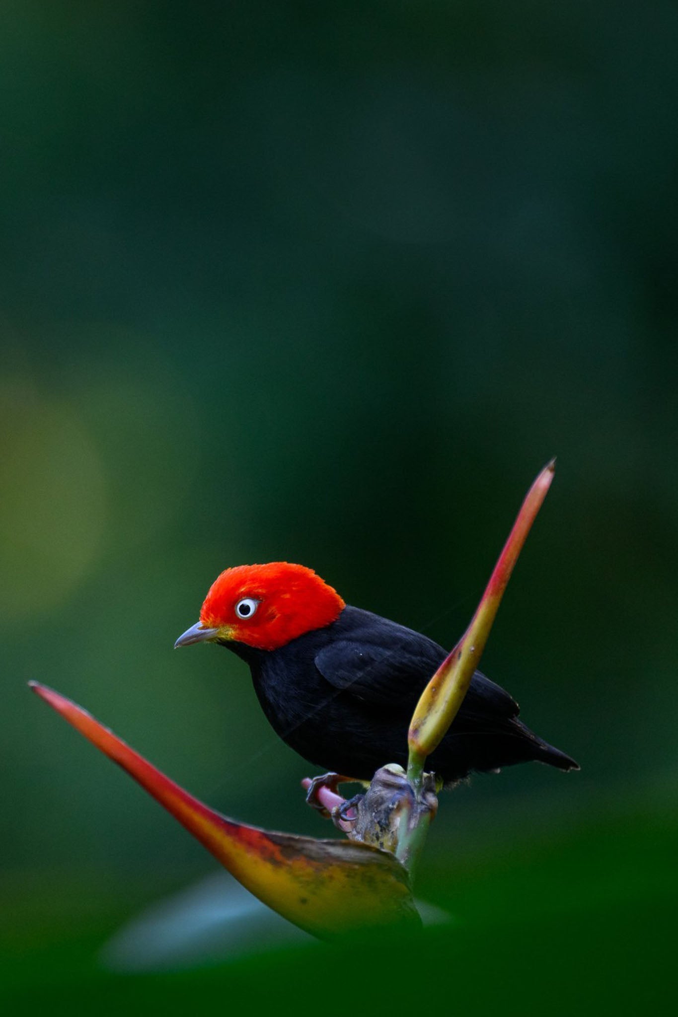 Birdwatching Tour in Esquipulas - Xplore Manuel Antonio