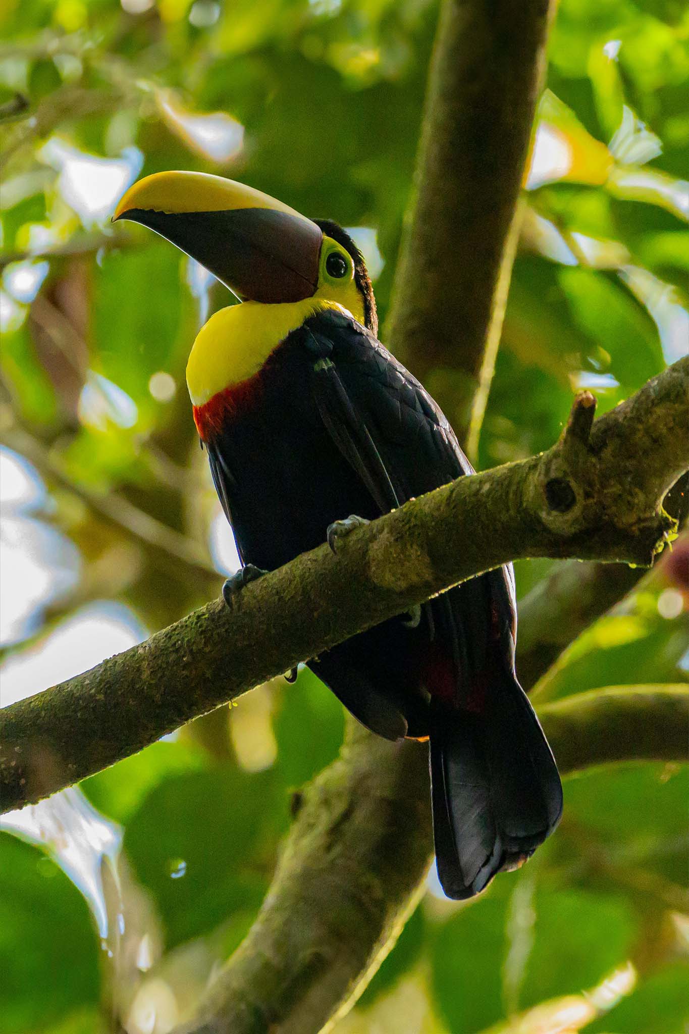 Birdwatching Tour in Esquipulas - Xplore Manuel Antonio