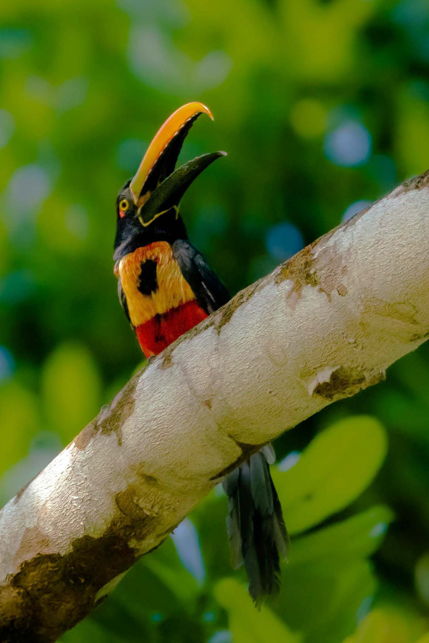 Birdwatching Tour in Esquipulas - Xplore Manuel Antonio