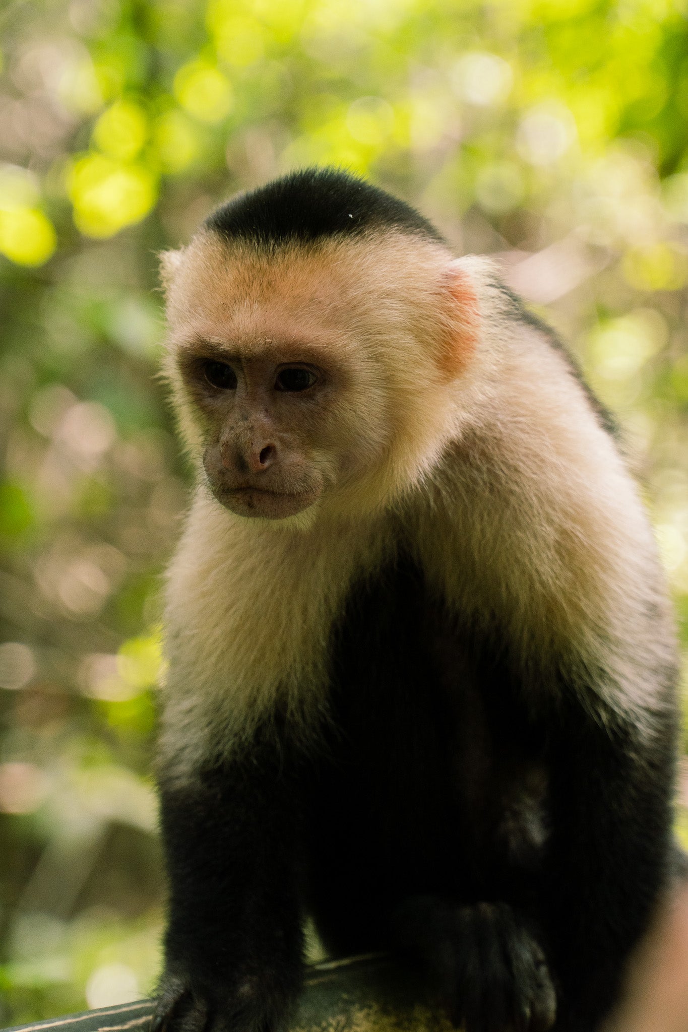 Manuel Antonio National Park Tour - Xplore Manuel Antonio