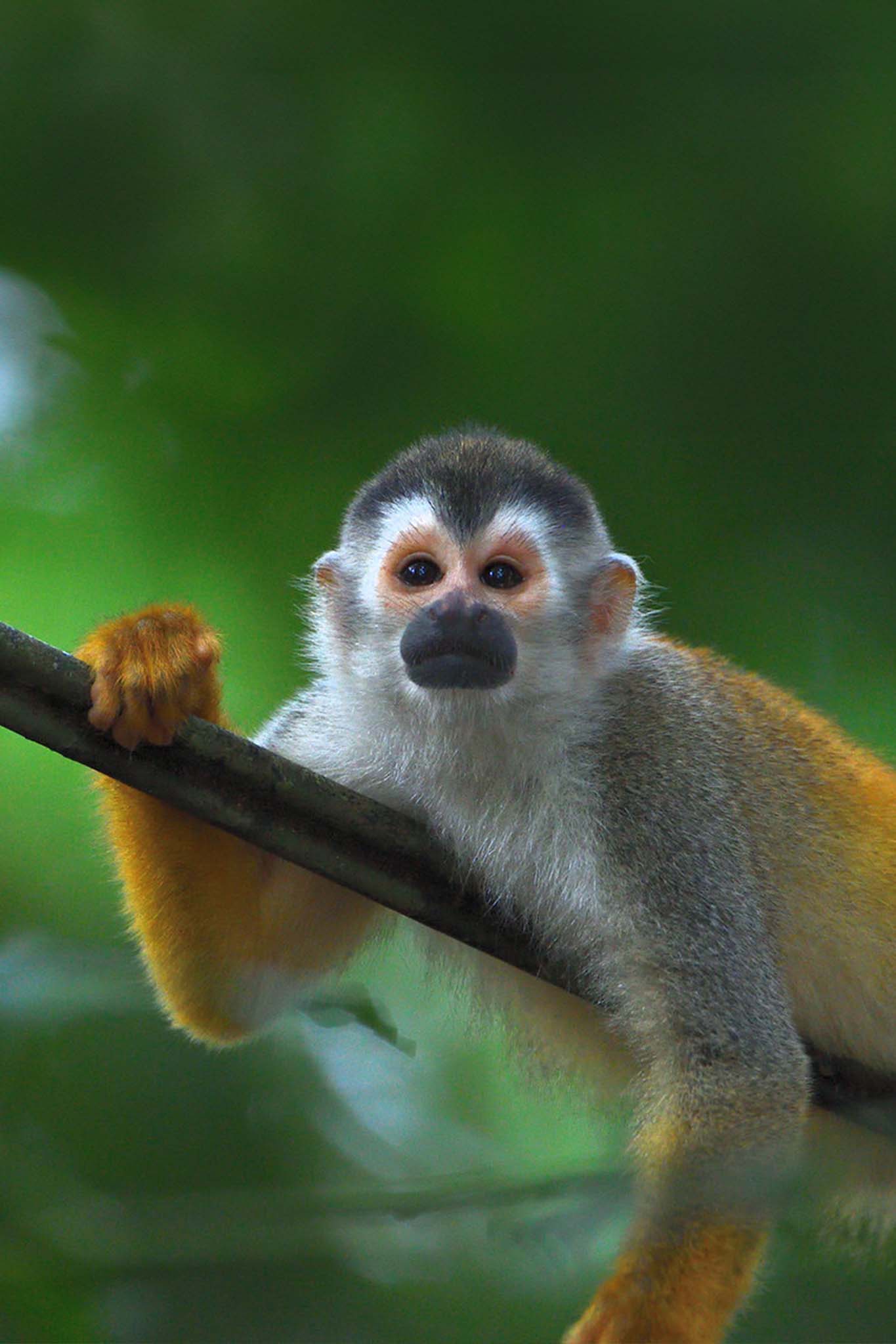 Manuel Antonio National Park Tour - Xplore Manuel Antonio