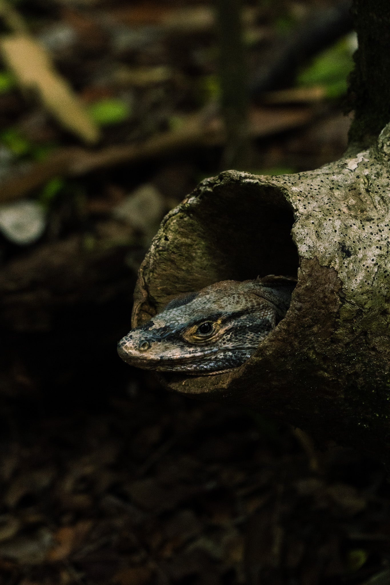 Manuel Antonio National Park Tour - Xplore Manuel Antonio