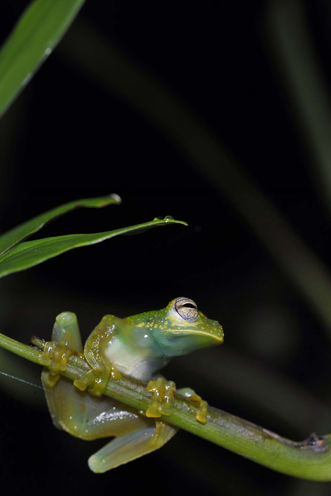 Night Walk Tour - Xplore Manuel Antonio