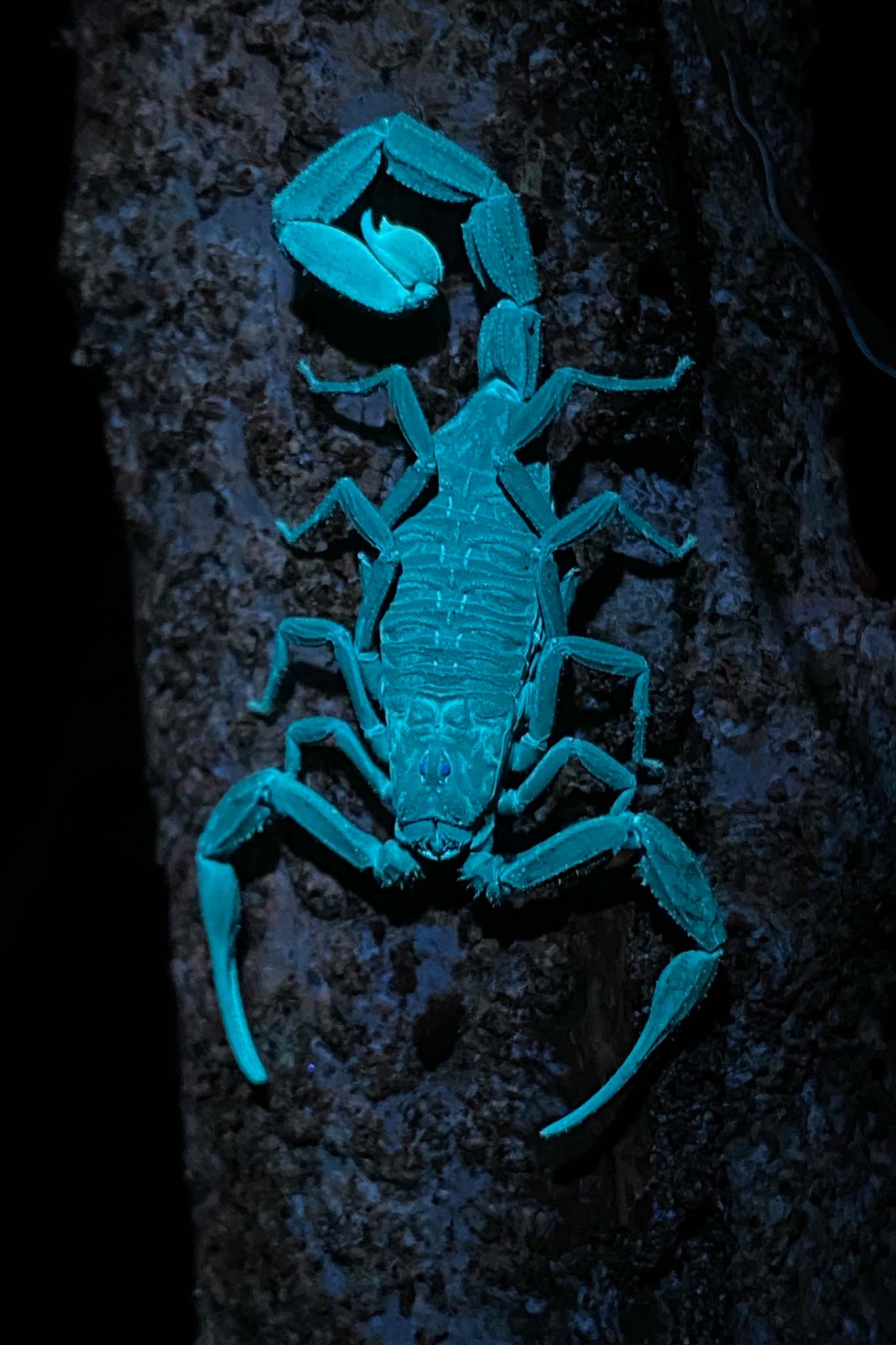 Night Walk Tour - Xplore Manuel Antonio